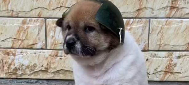 葡萄牙巨星赛后晒萌宠犬照片获粉丝点赞